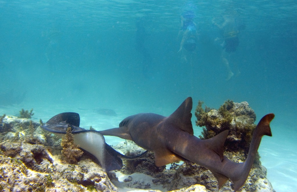 reef sharks in dom rep